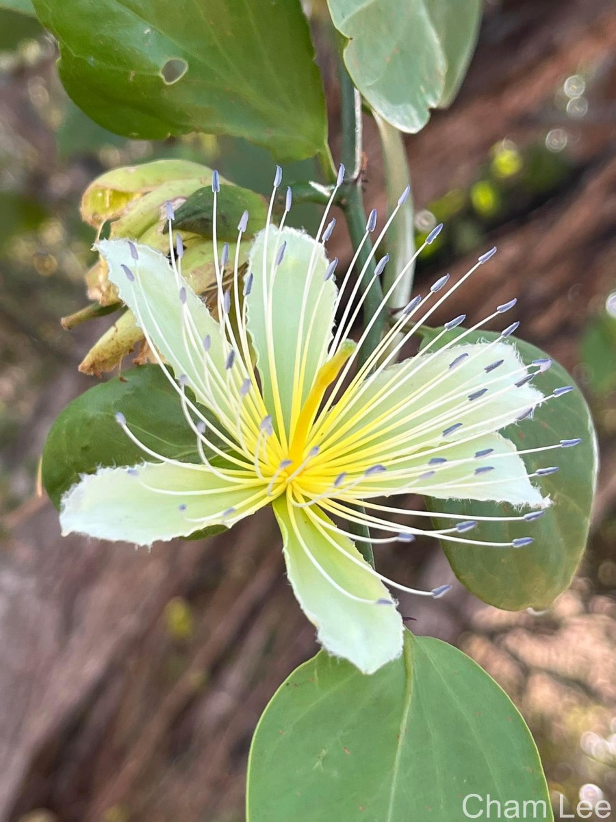 Capparis divaricata Lam.